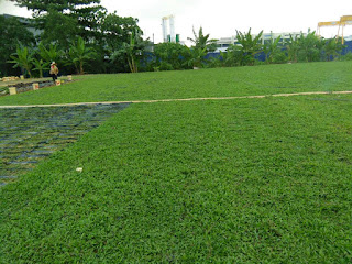 Pembekal Rumput Cow Grass Selangor & KL
