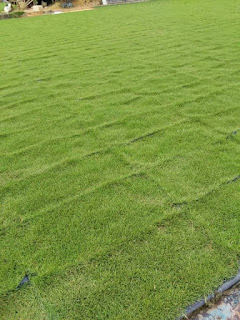 Japanese grass pembekal rumput malaysia