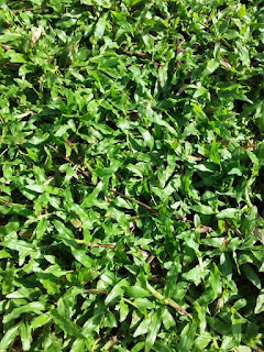 Cow grass pembekal rumput Malaysia