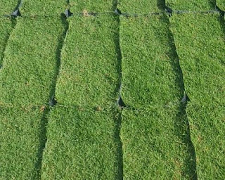 philippine grass pembekal rumput malaysia