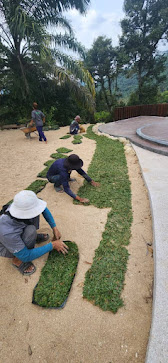 menanam rumput kaedah sod