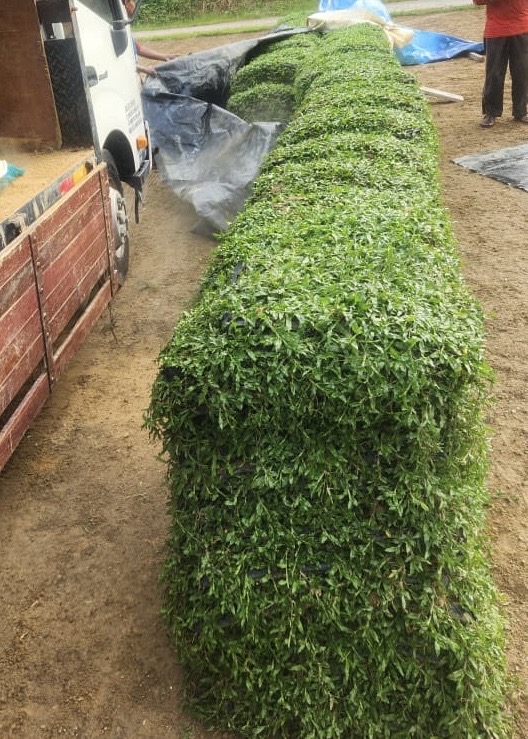 Supplier Rumput Cow Grass Murah
