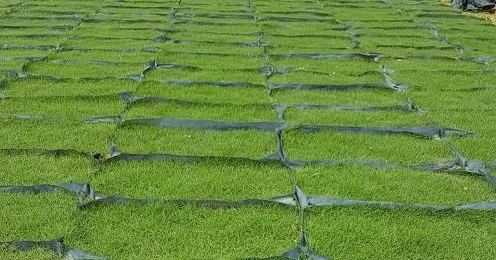 Rumput Carpet Japanese Grass