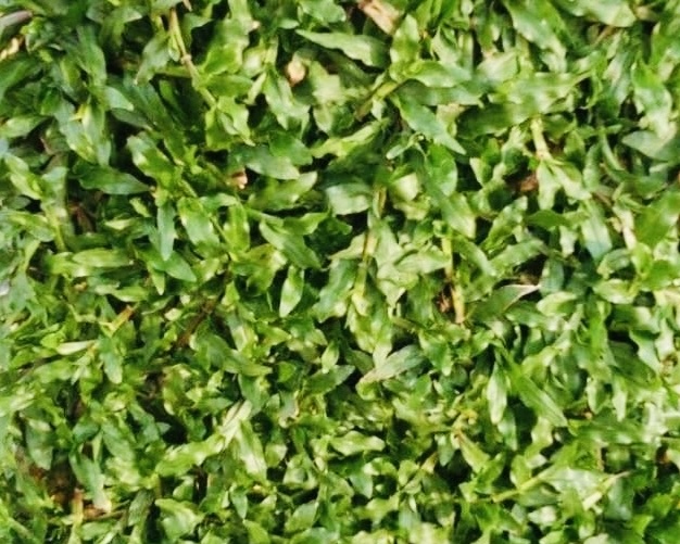 Cow grass