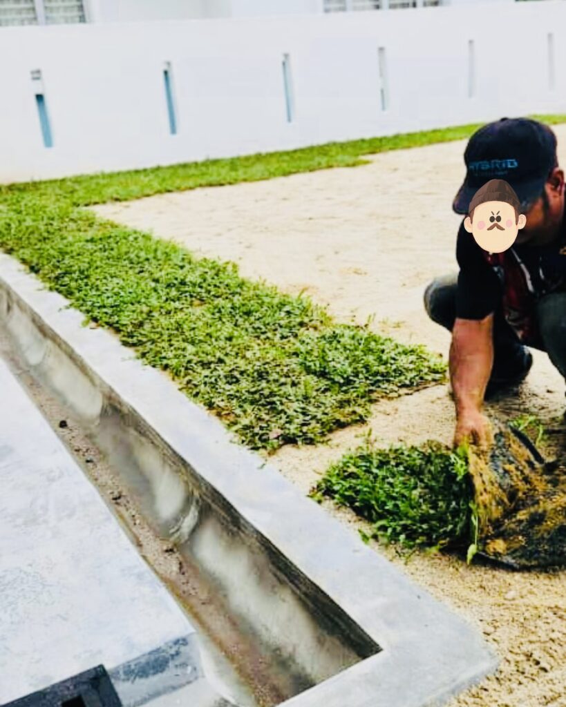 Proses pemasangan cow grass