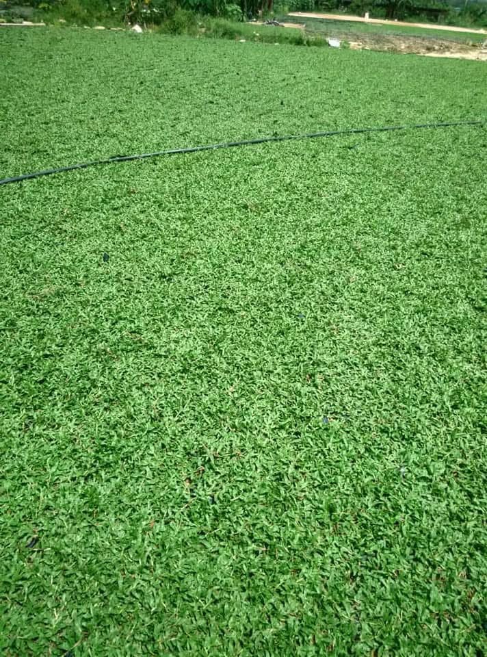 cow grass malaysia