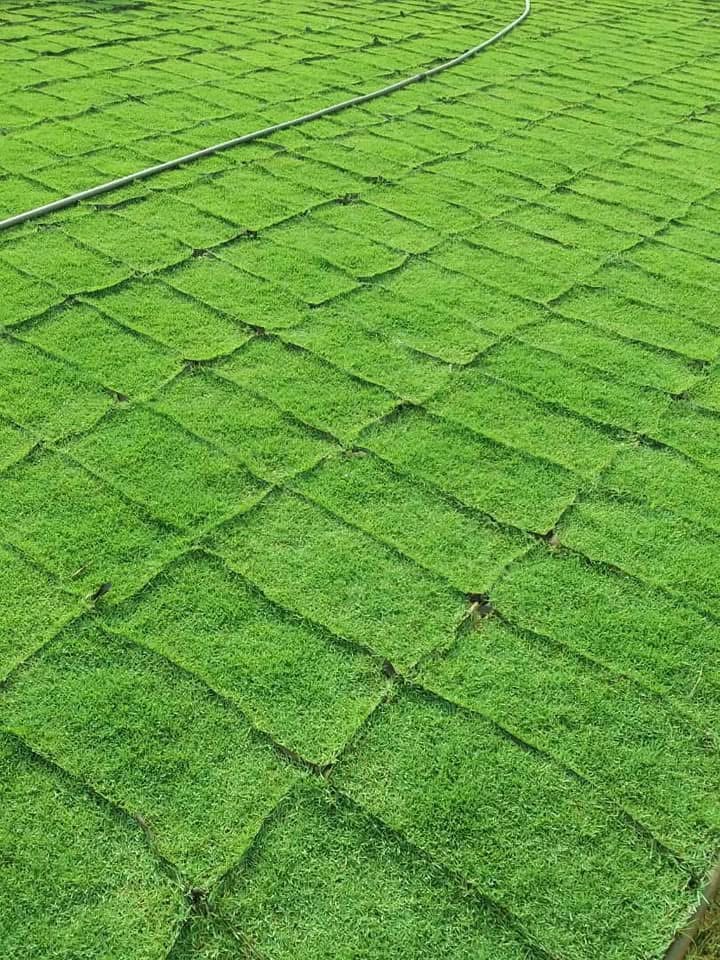 rumput carpet philippine grass 
