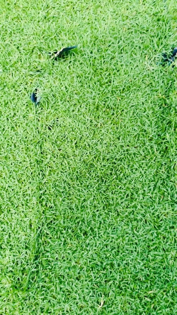 rumput karpet Philippine Grass