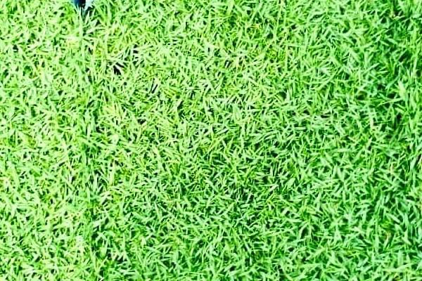 Rumput Karpet philippine grass