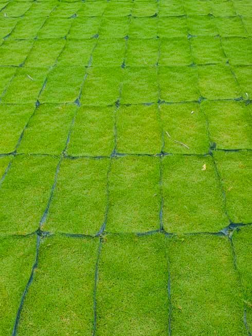 Kenal Jenis Rumput & Keperluan Cahaya