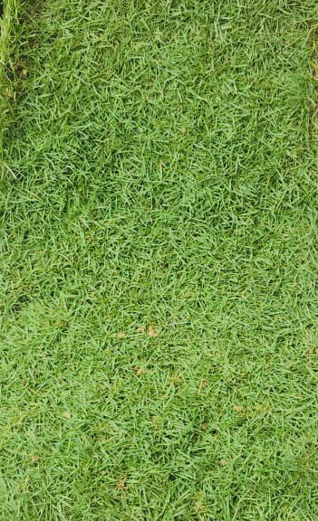 japanese grass