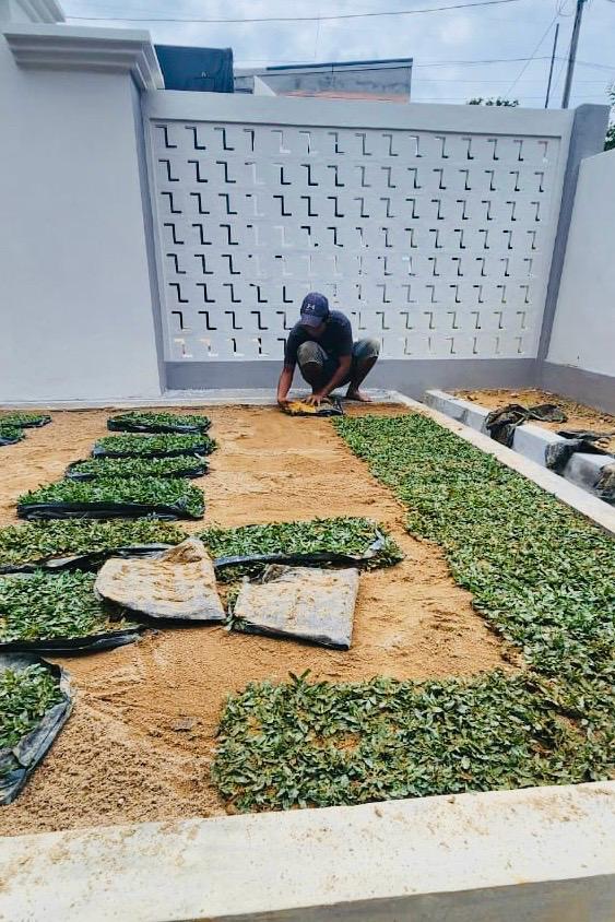 Cara Pasang Rumput Hiasan DIY vs Upah Tukang
