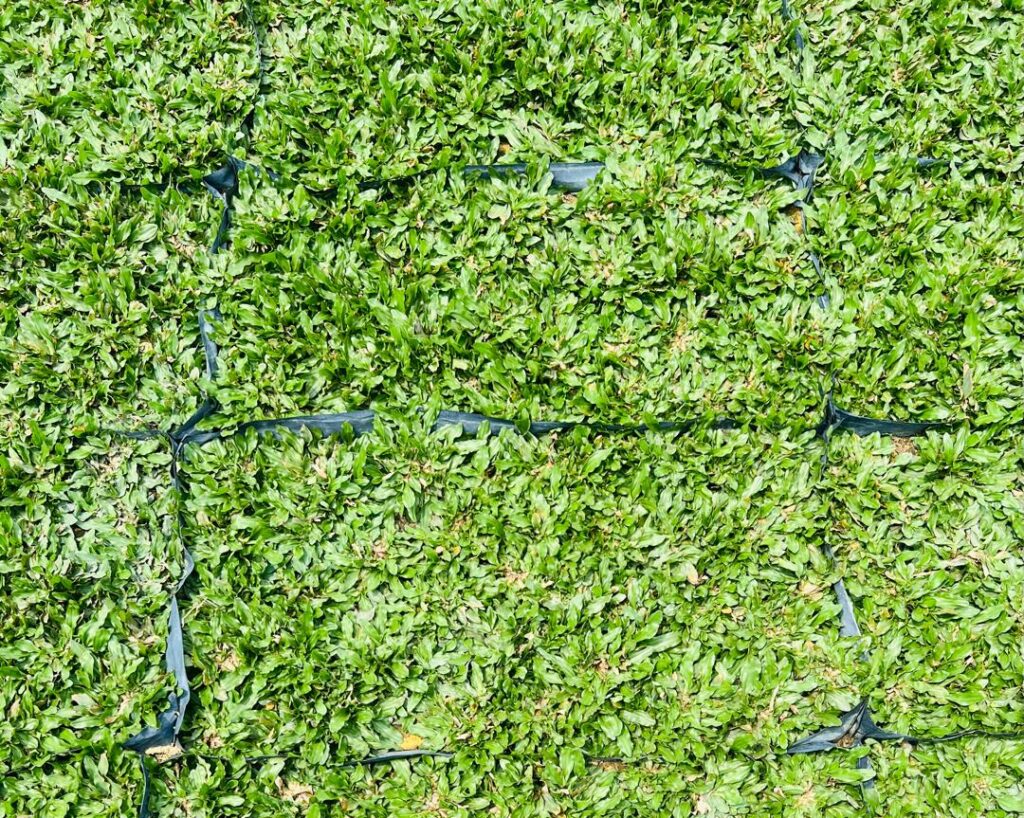 pearl grass - rumput mutiara