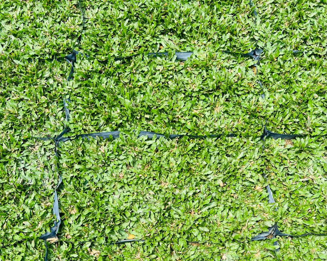 pearl grass - rumput mutiara