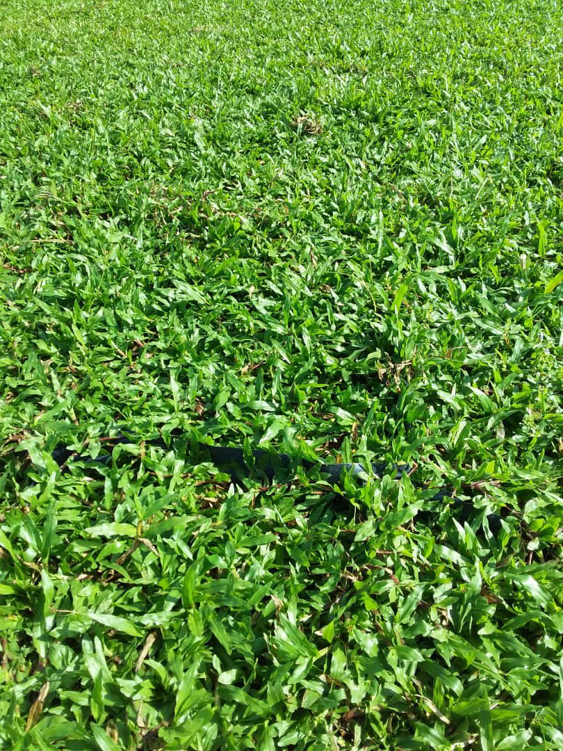 supplier rumput cow grass