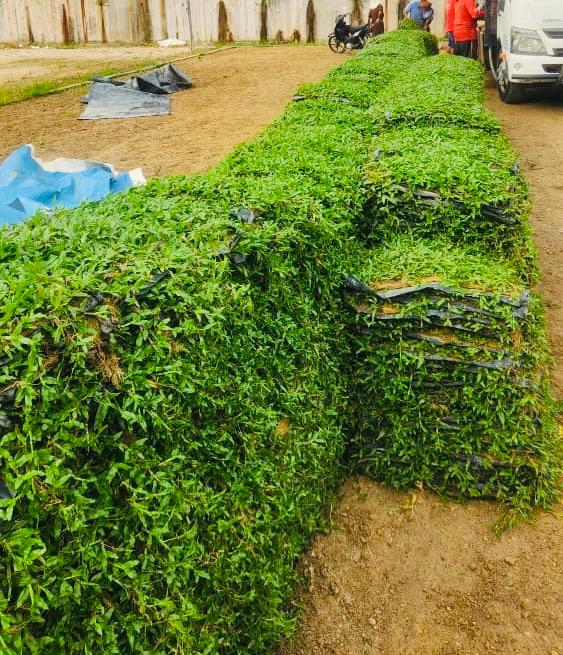 Tentang Kami - Pembekal rumput malaysia