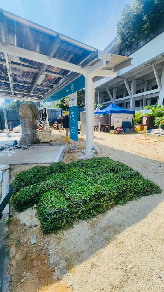 pembekal rumput cow grass murah