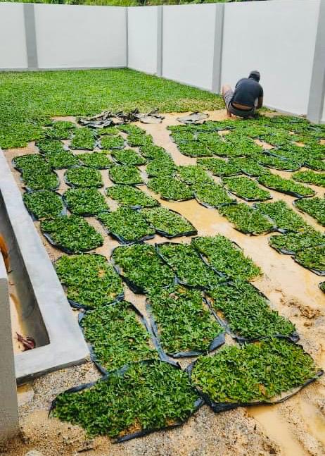 MENANAM RUMPUT PEARL GRASS