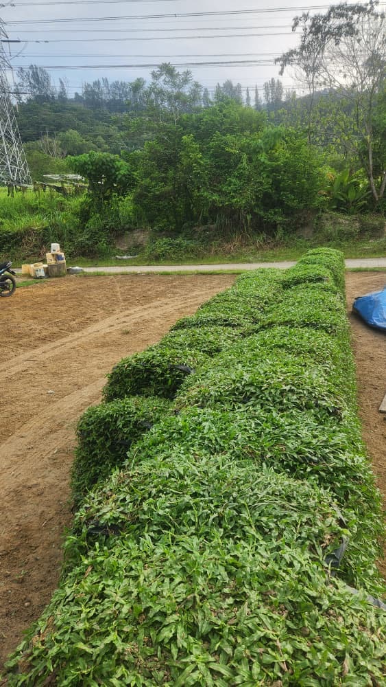 CARA MEMBUAT TEMPAHAN RUMPUT