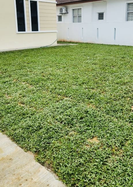 Halaman rumah kecil dengan cow grass
