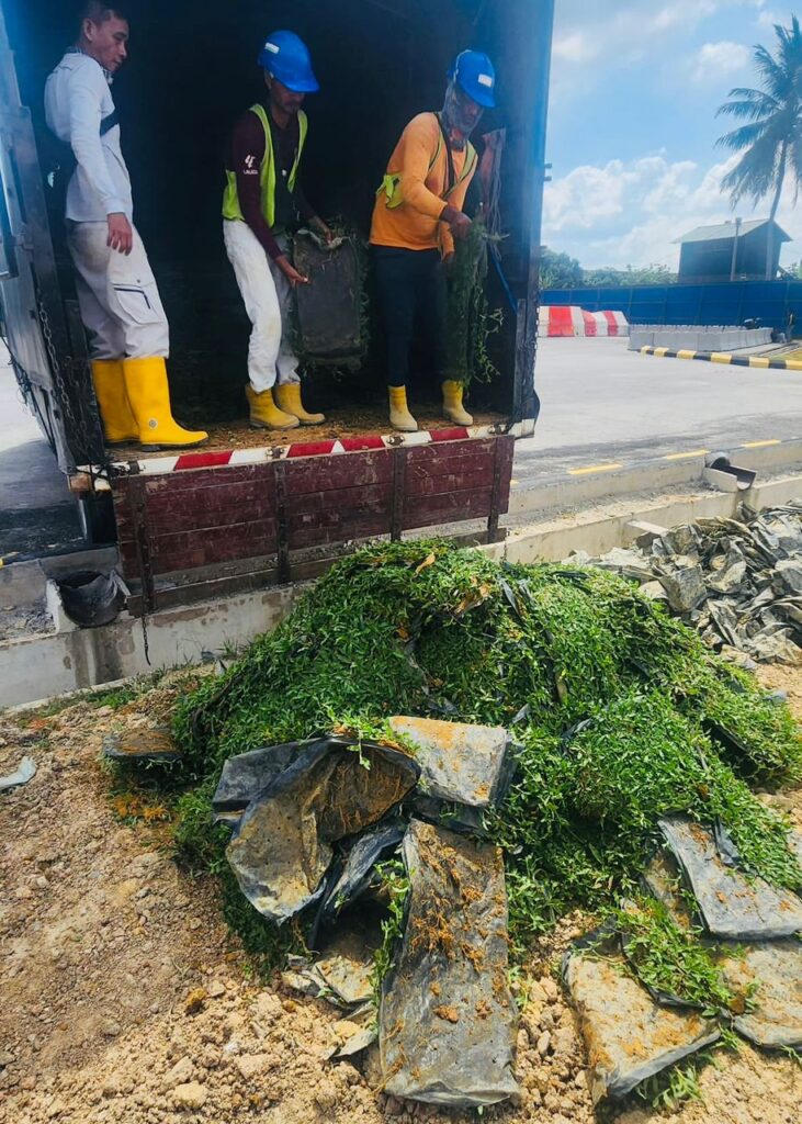 Pembekal Rumput pilihan kontraktor