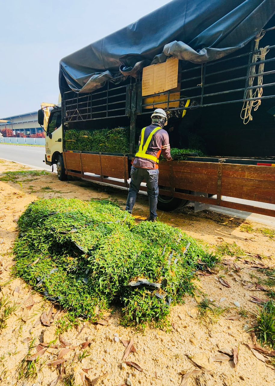 cow grass pilihan kontraktor