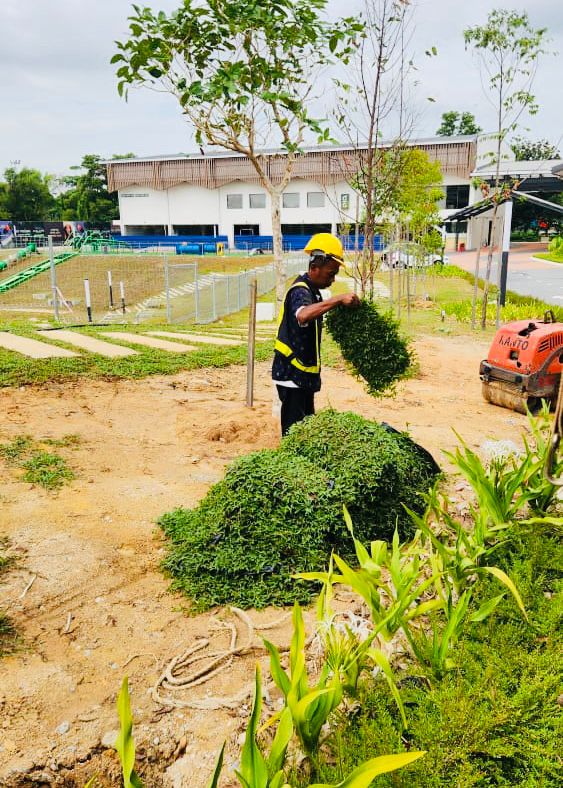 supplier rumput cow grass