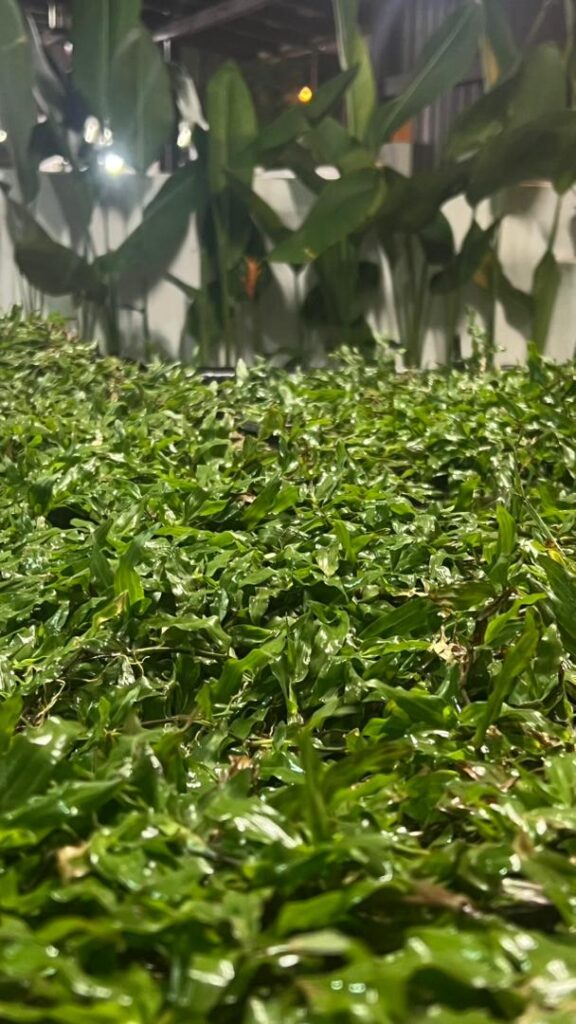 jenis rumput di malaysia