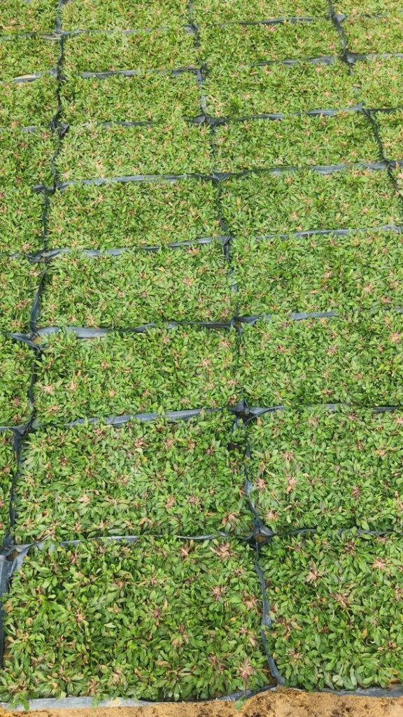 pearl grass vs cow grass